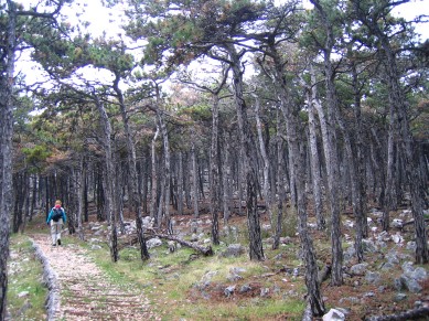 Waldweg oberhalb von Baska