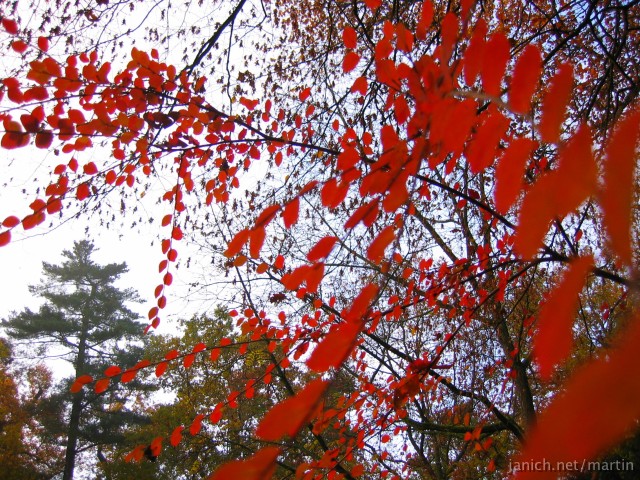 copyright Janich 10