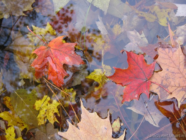 copyright Janich 5