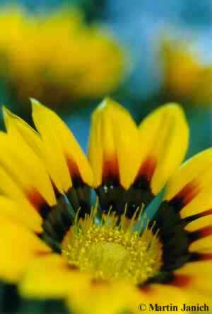 copyright Martin Janich 10