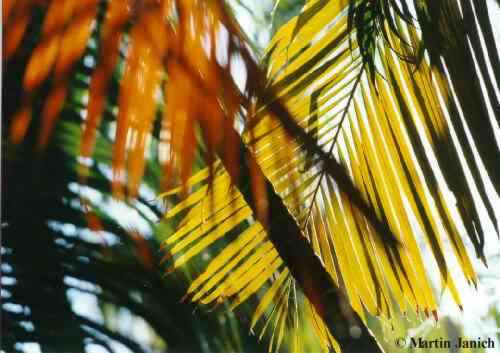 copyright Martin Janich 3