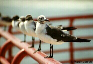 copyright Martin Janich 1