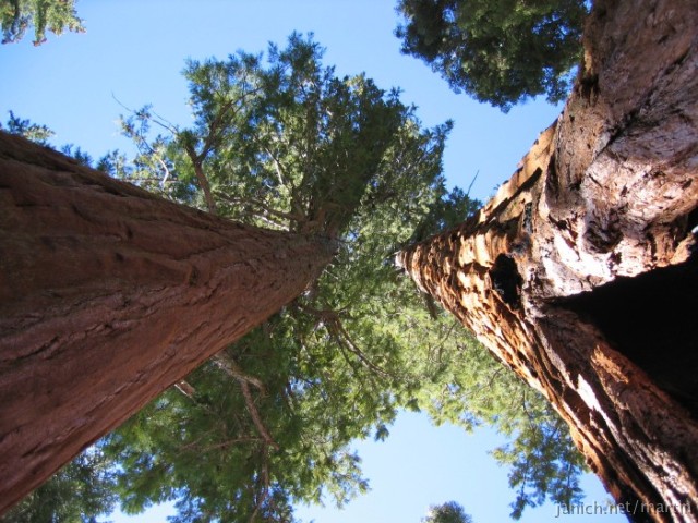 copyright Martin Janich 2
